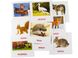 Розвиваючі картки "Лісові мешканці" (110х110 мм) 66425 укр. /англ. мовою 66425 фото 2